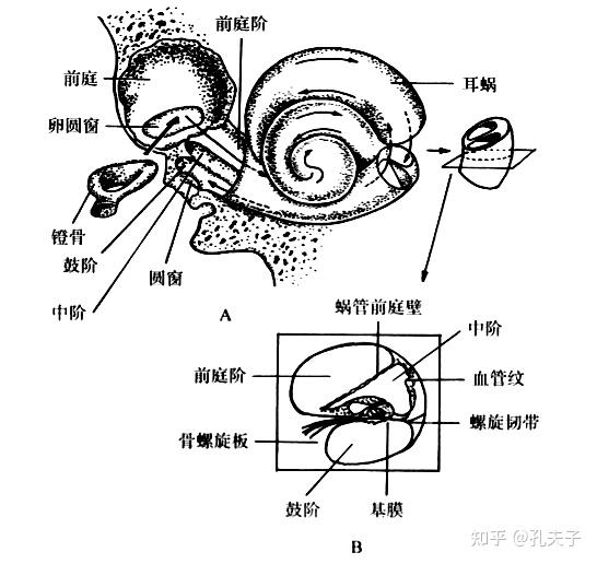 一,大体结构     内耳由负责感受声音的耳蜗和负责感受位置及运动觉