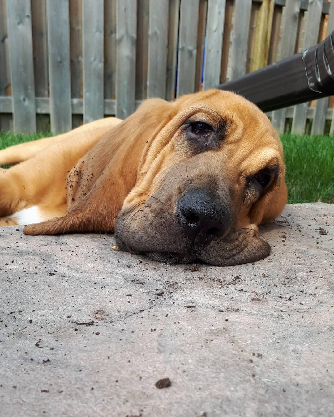要问狗狗中鼻子最灵的是谁寻血猎犬说自己第二就没谁敢称第一了