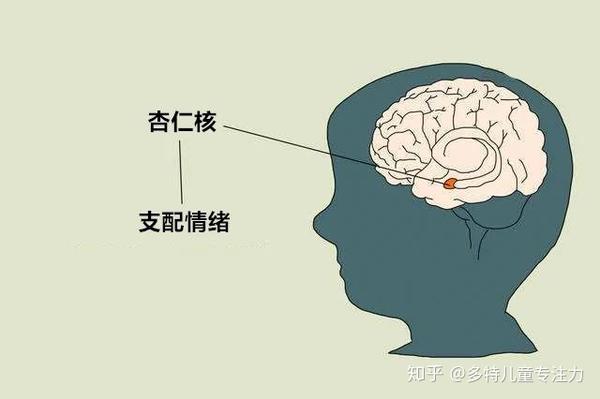 从大脑发育的规律来看,我们可以知道控制情绪的杏仁核是 最先发育的