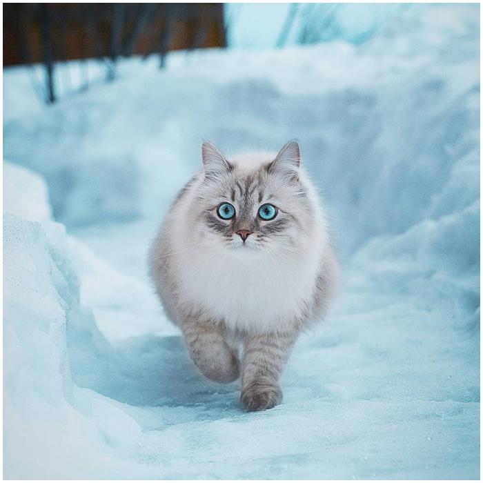 猫咪图鉴---西伯利亚森林猫