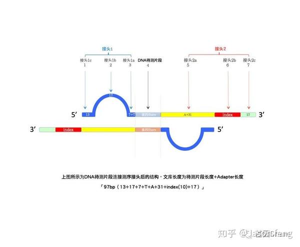 2.1文库构建:pcr扩增,图片只展示正链文库的扩增结果.