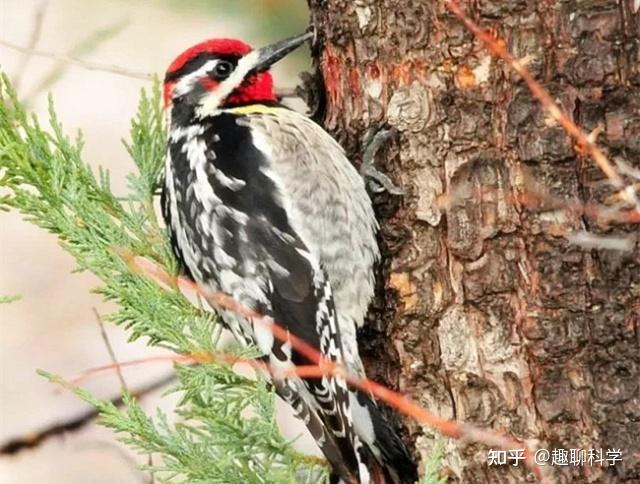 它们的种类很多,在国内,常见的啄木鸟有绿啄木鸟和斑啄木鸟,也是分布