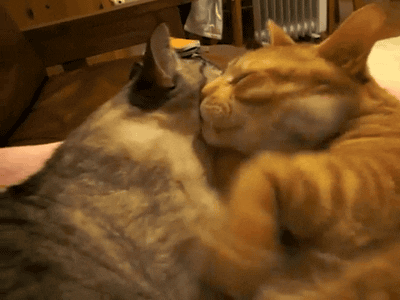 图自:cat-gifs