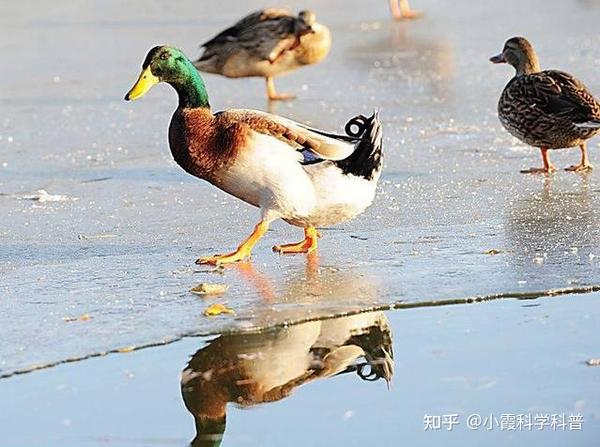 大冬天的鸭子们光着脚为啥不冻脚呢?科普鸭子脚掌的神奇之处