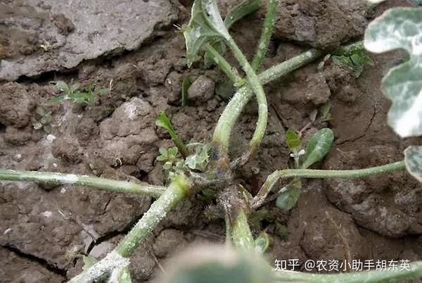 黄瓜根腐病用什么药效果