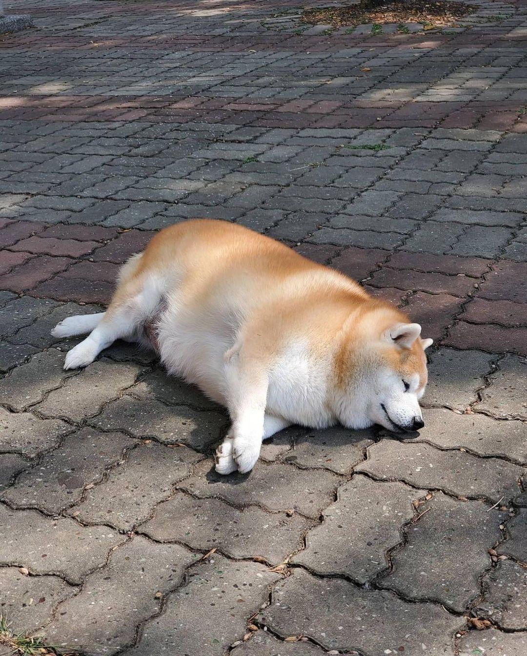 教你如何挑选一只优秀的柴犬幼犬