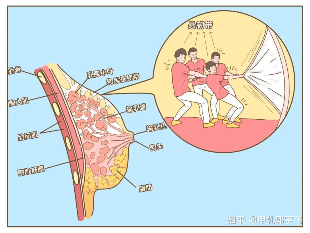 乳房位于胸前部,胸大肌和胸肌筋膜的表面,通过图片我们可以直观的了解