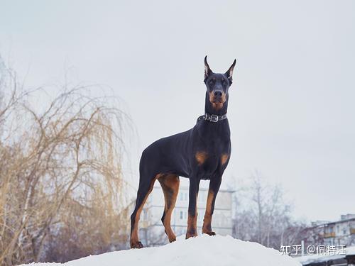 最聪明的狗排名第五位:杜宾犬