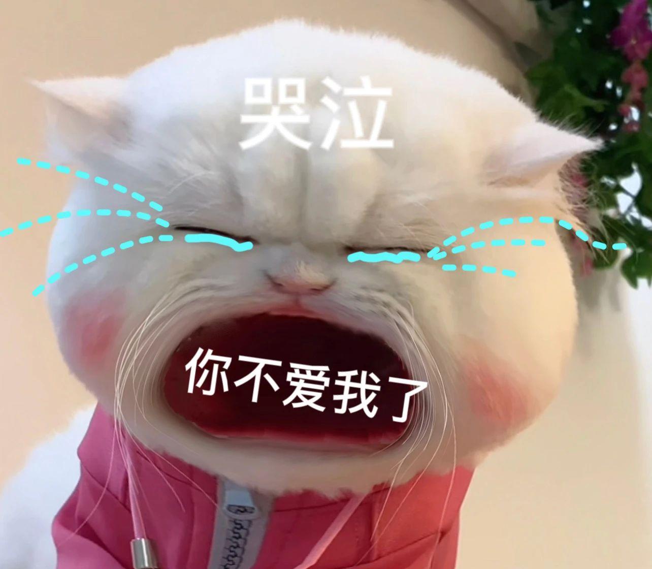 有没有大嘴猫咪的表情包