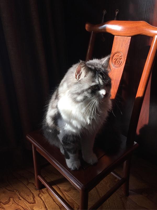 西伯利亚猫,挪威森林猫,缅因猫的区别? - 知乎