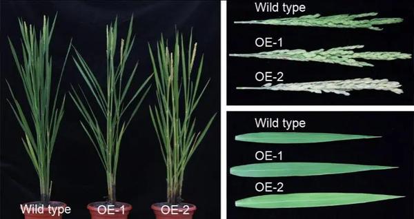 plantphysiol扬州大学于恒秀团队通过水稻深绿穗突变体鉴定到一个光合