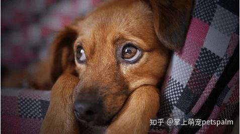犬蛔虫病