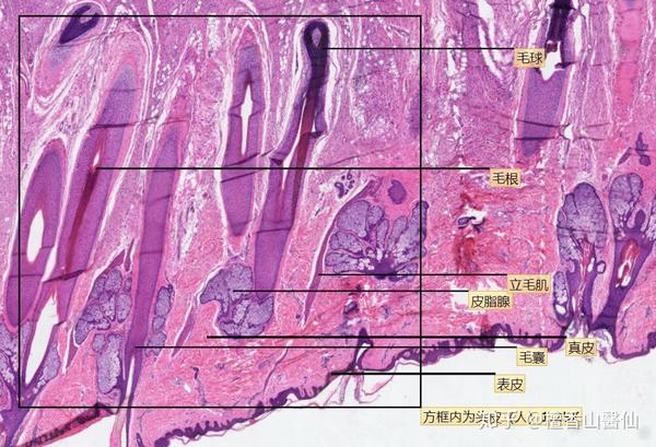 皮肤及内分泌系统光镜图(he染色)