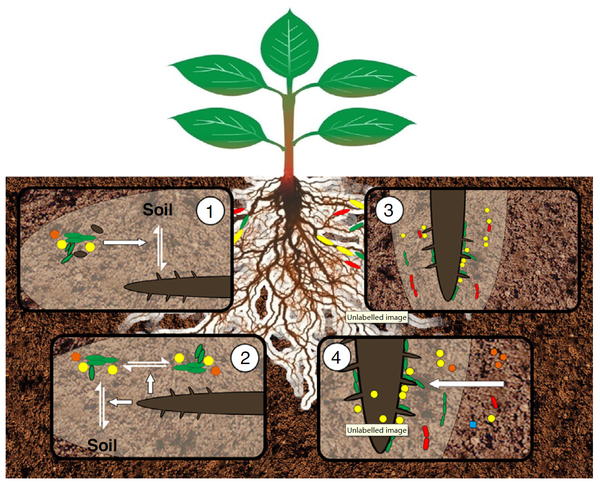 根际被称为是植物的"第二基因组",是根系-土壤-微生物相互作用研究的