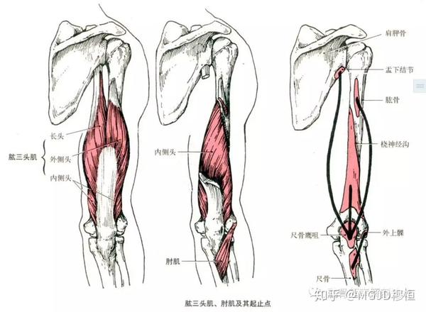 前臂肌前群共有9块,分为3层:浅层:从桡侧到尺侧依次为肱桡肌,旋前圆肌