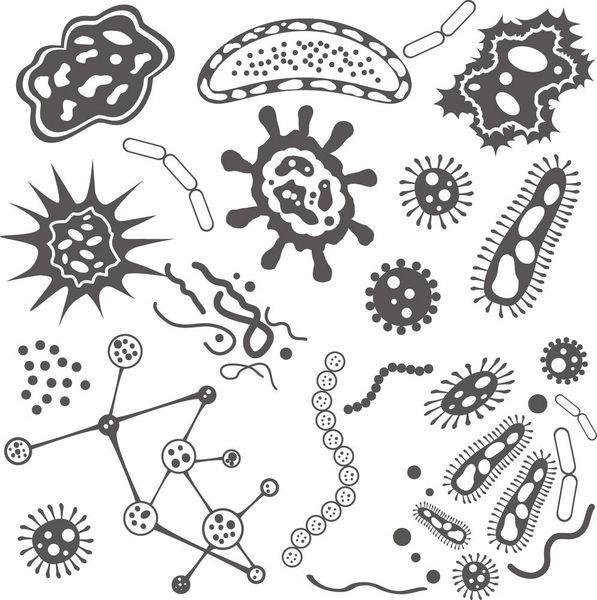 人体微生物与痤疮的联系
