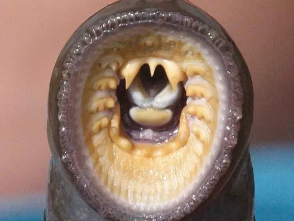 七鳃鳗可怕的嘴,堪比异形!