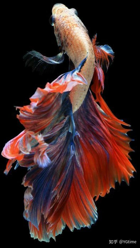 彩色金鱼静态观赏系列一