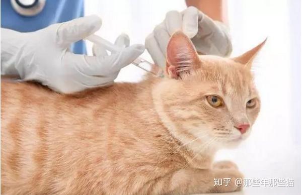 猫咪打疫苗那些事儿看完你就全知道