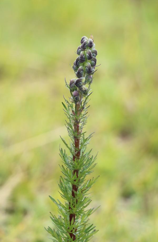 伏毛铁棒锤( aconitum flavum)(海子山)