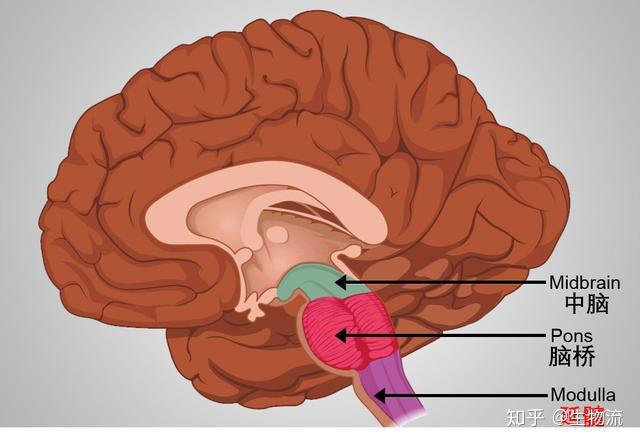 脑干分为三个结构:中脑,脑桥和延髓