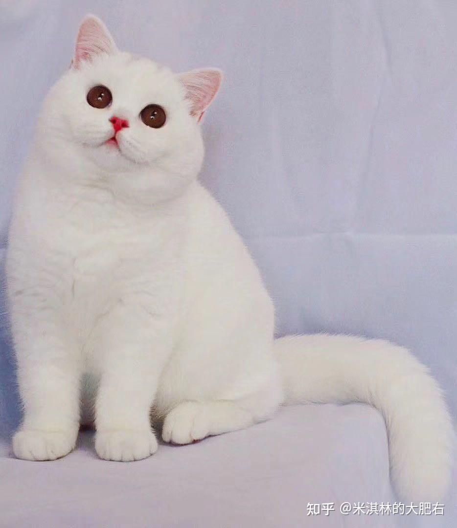 这是纯白英短猫咪吗