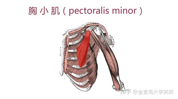 一 胸小肌(pectoralis minor)