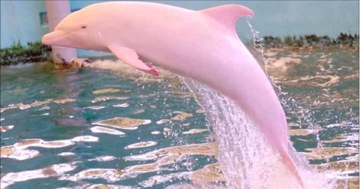 粉红海豚现身湛江海域咋会有这个颜色的海豚其实这是它的本色