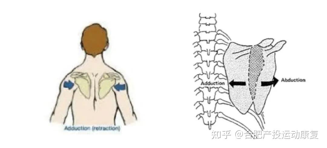 肩关节疼痛肩关节僵硬肩关节肌肉萎缩有可能是肩袖损伤