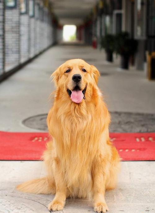 金毛犬舍哪家好,金毛哪里买好,金毛多少钱一只,金毛_宠物课堂