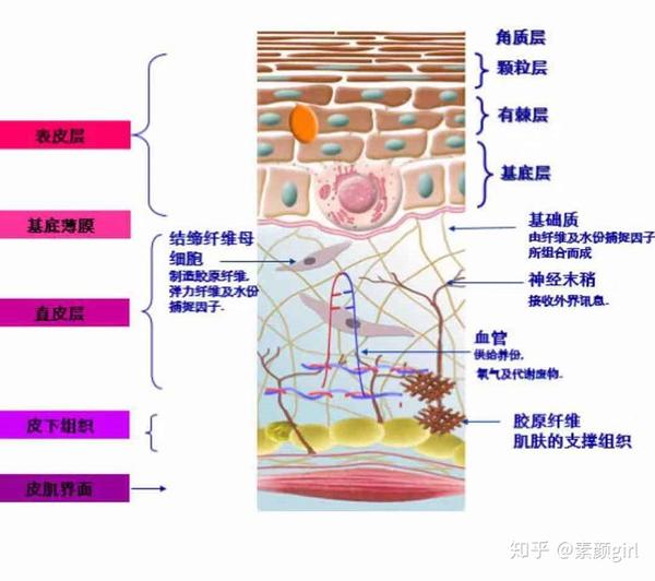 no,1 皮肤的结构是怎样的?