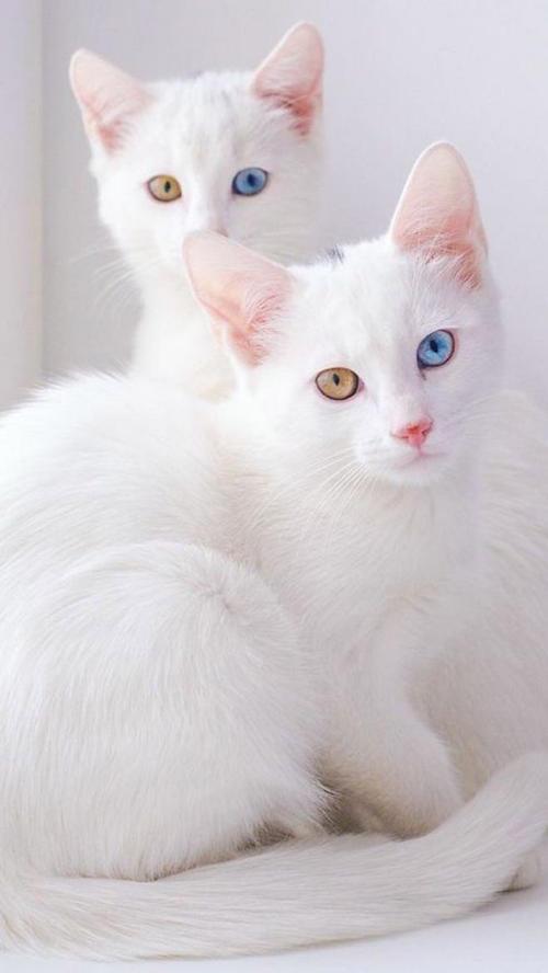 为什么大部分异瞳猫是白色的
