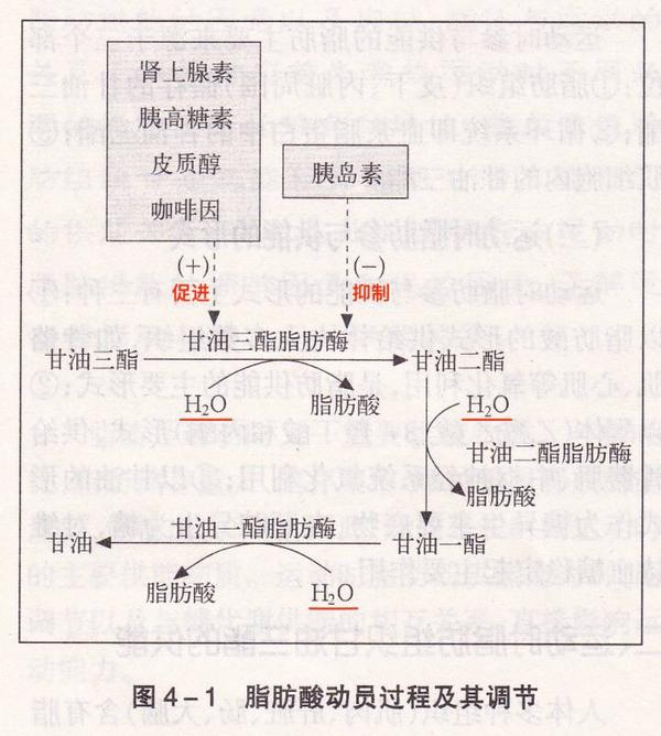 相反的激素,但是长期的有氧运动会分泌使得皮质醇分泌多于睾酮分泌