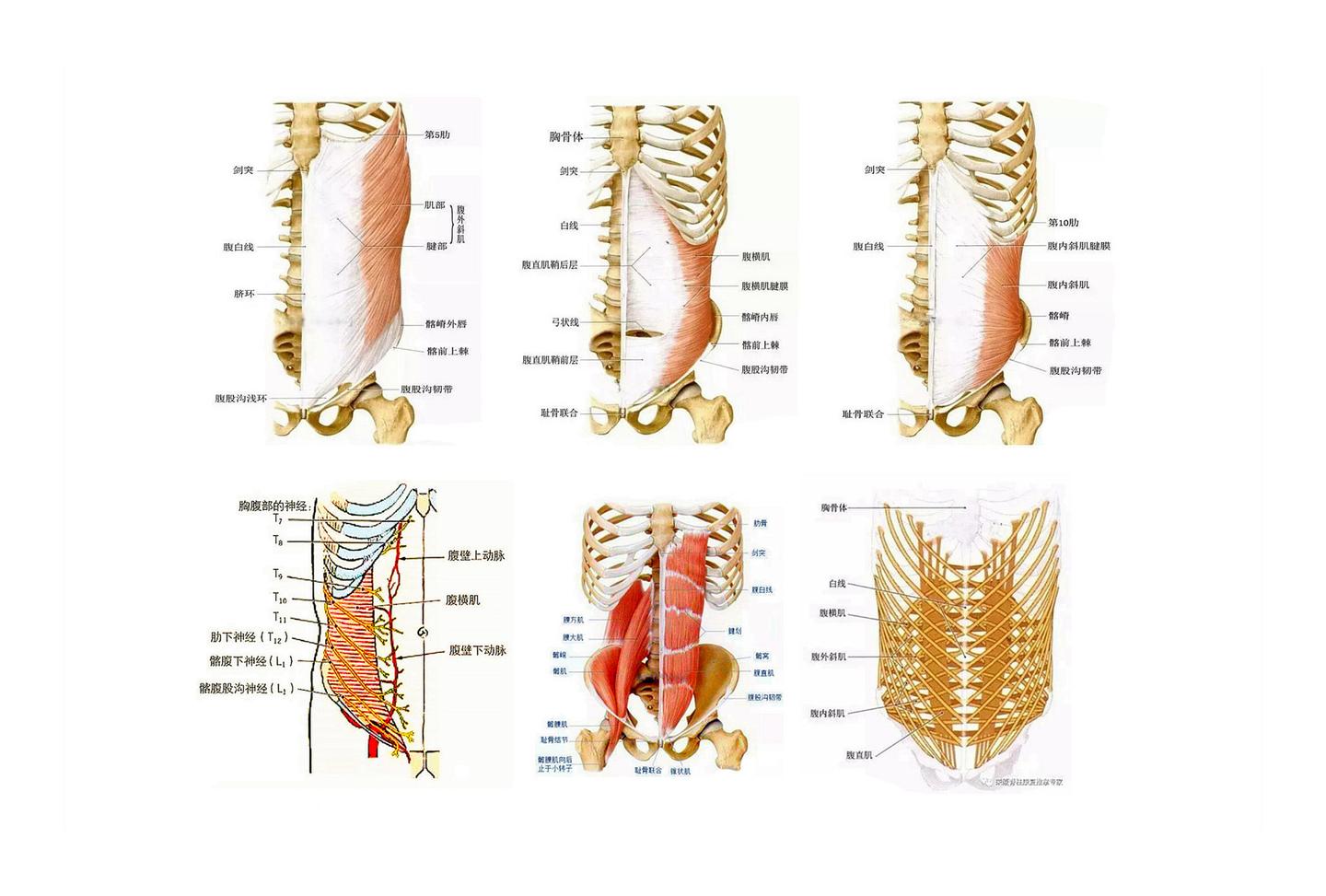 腹肌的解剖及功能作用