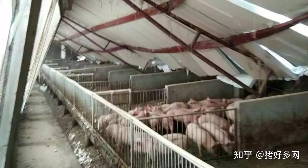今日各省市猪价中,日均涨幅最大为上海,价格为17
