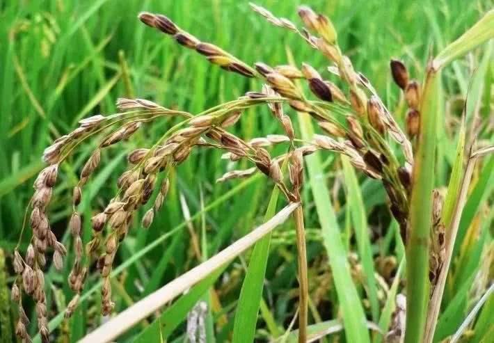 病虫害科普丨水稻穗腐病的危害与防治