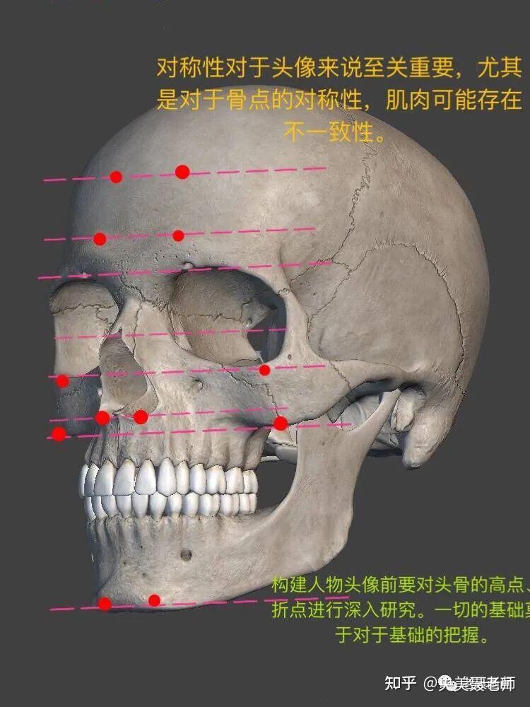 认识头骨以及步骤图