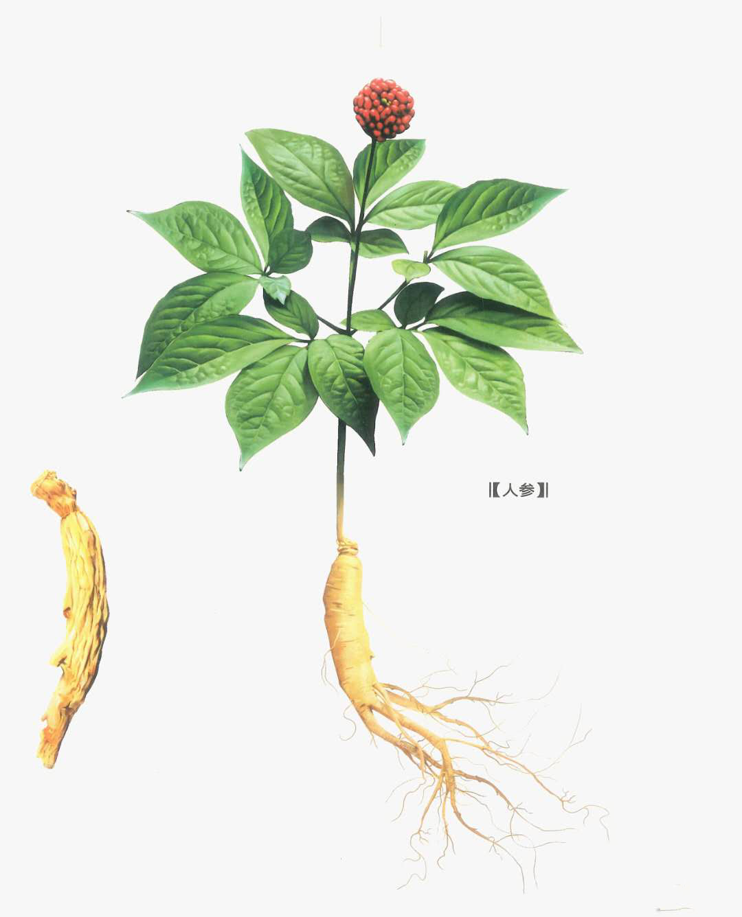 人参的功效简介应用以及注意事项