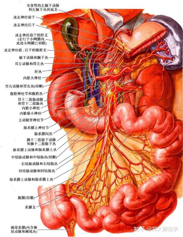 而交感神经一般与肠系膜血管金米伴行,在浆膜下层相互吻合,形成浆膜