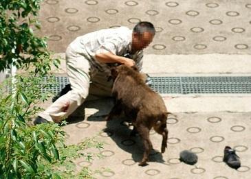 野猪入侵日本城镇上演人猪大战人类要输了