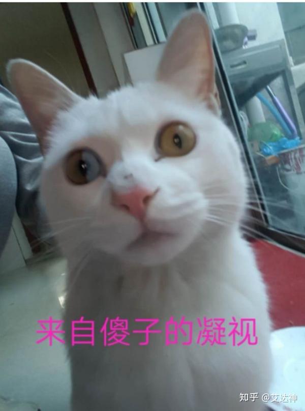 猫狗里有弱智吗?