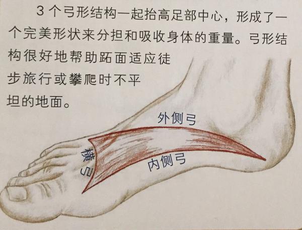 人的足弓有三条: 内侧足弓,外侧足弓,横弓.