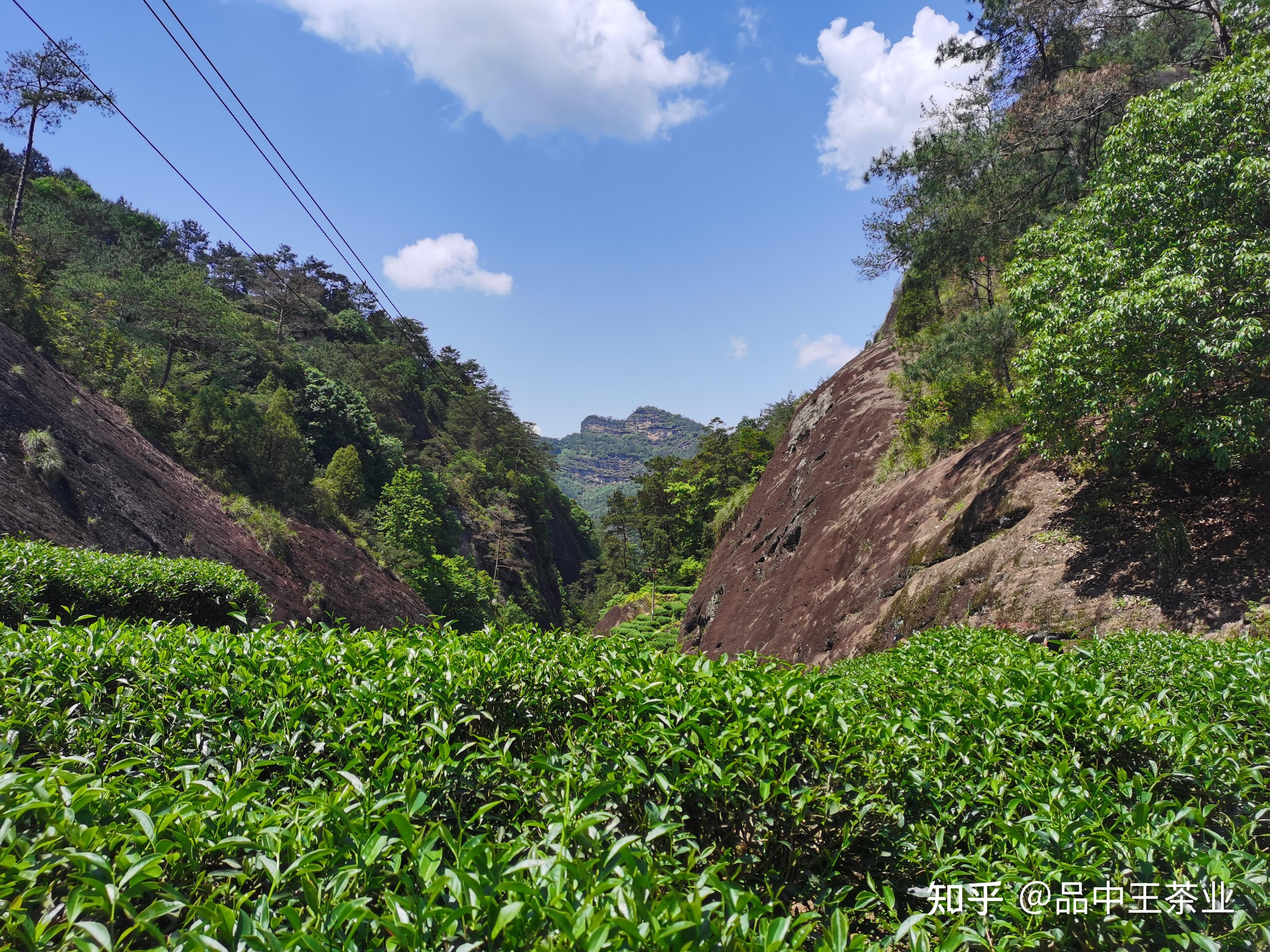 武夷岩茶——水金龟