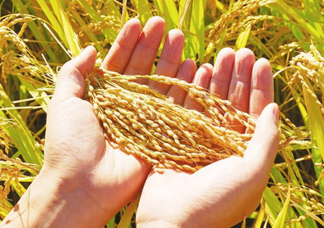 中国农业一水稻大米篇