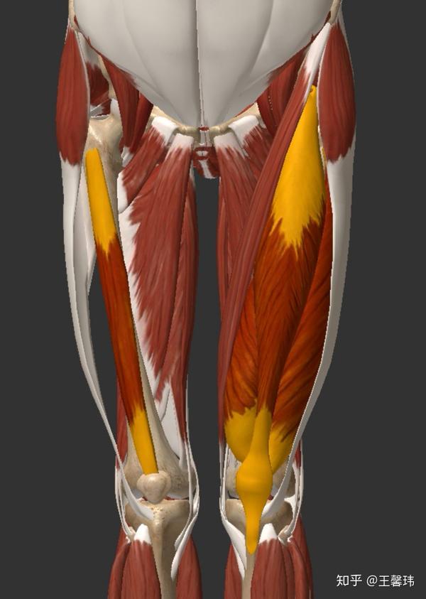 如何训练小腿肌群,如图所示 股四头肌包括股直肌,股内侧肌,股中间肌