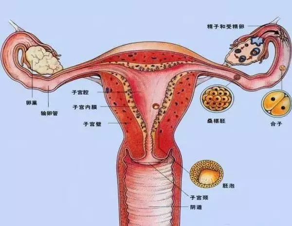 子宫作为女性朋友生育的重要器官,与卵巢,腹盆腔,阴道,输卵管等运作