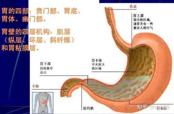 其他问题又开始出现了——因为药不是组成胃粘膜的材料