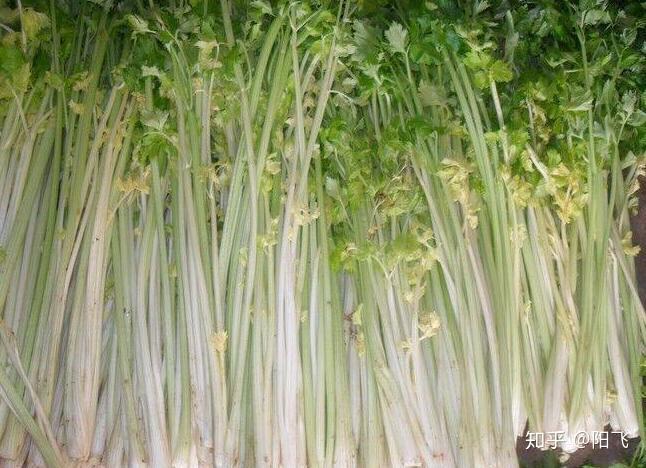 田螺菜的功效与作用