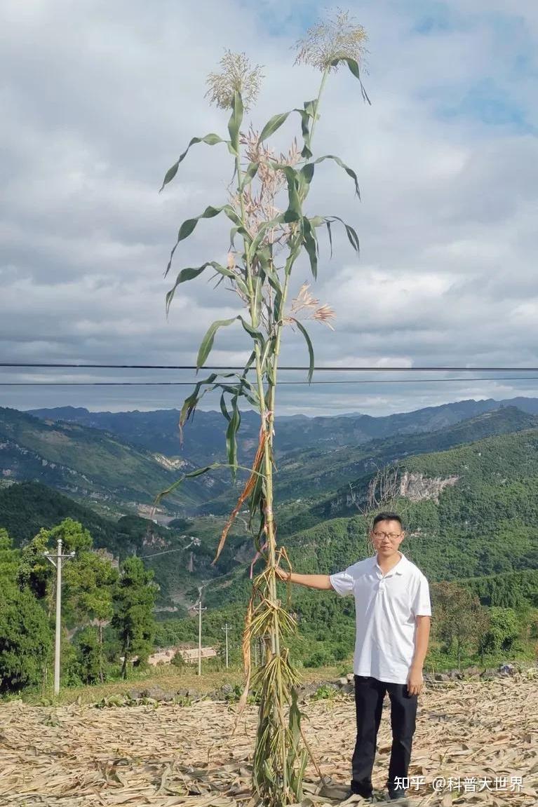 贵州仁怀现55米高高粱山东有三棵则更高为何野高粱会疯长