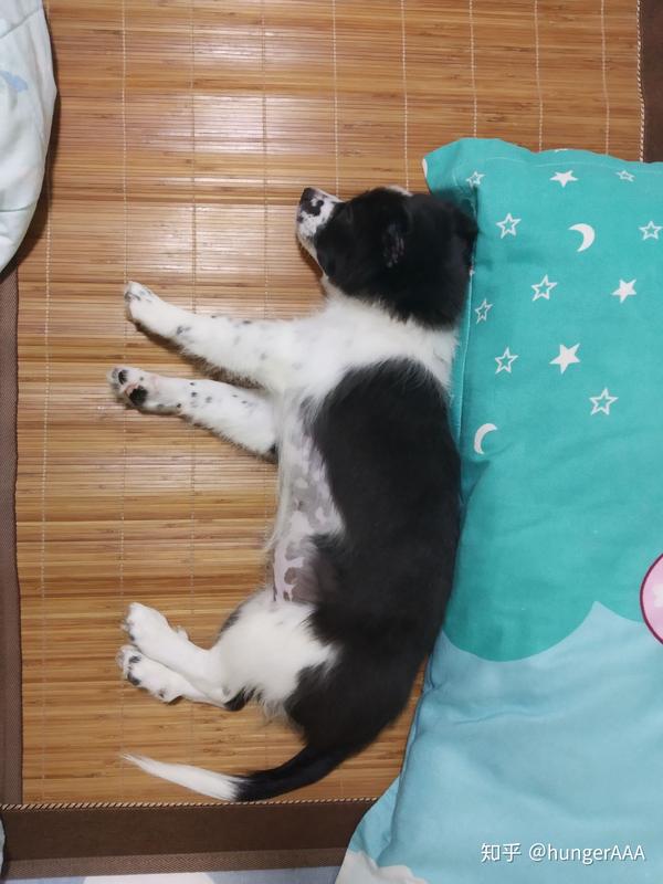 土狗会有边牧的毛色吗,边牧串串继续串的子代沦落为土狗了不,最后我这